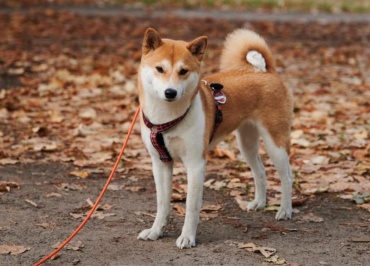 shiba inu shib
