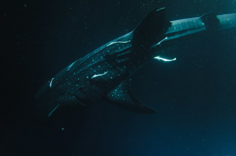 A large whale swimming in the ocean