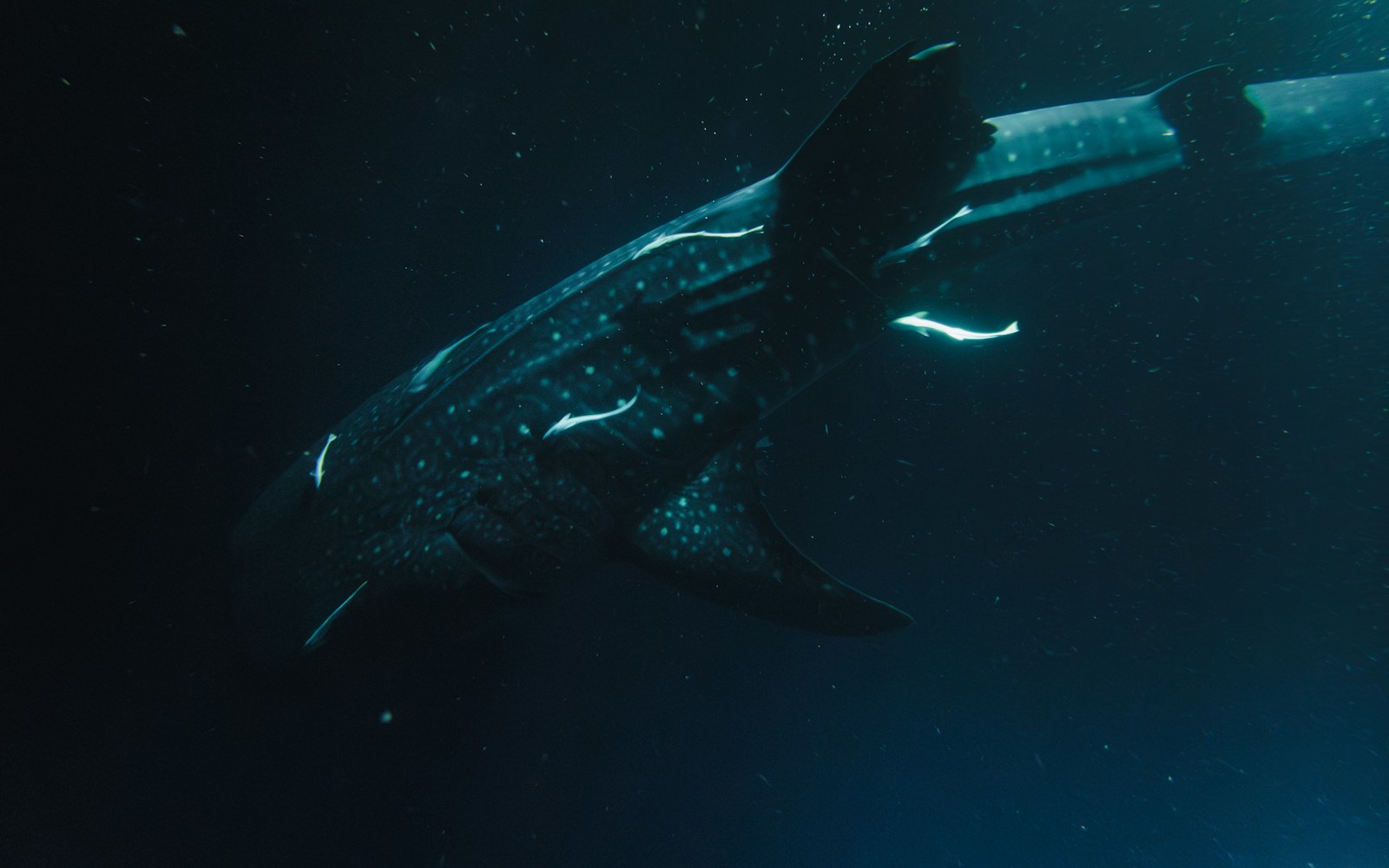A large whale swimming in the ocean